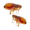 Pest Control for fleas