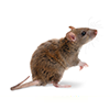 Pest Control for Mice