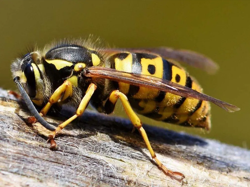 Wasps