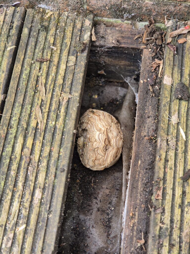 Wasp Nest